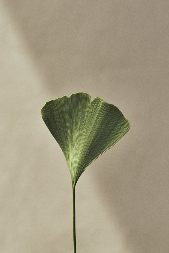 Hoja de ginkgo sobre un fondo cálido, imagen del manifiesto de Yutori
